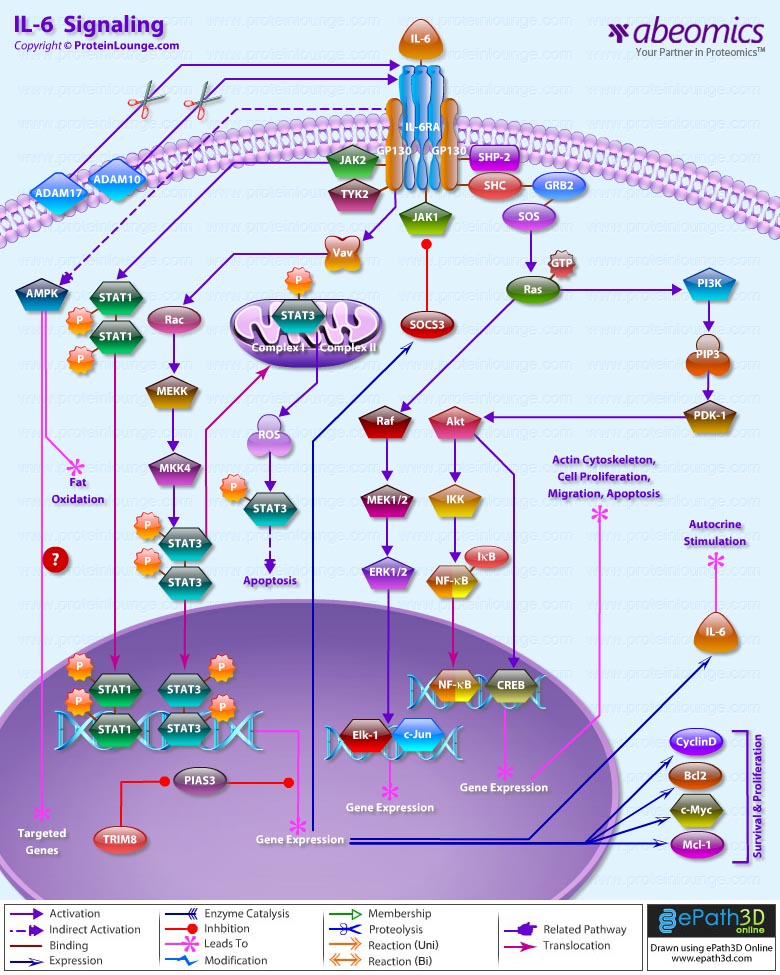 IL 6 Receptor Pathway